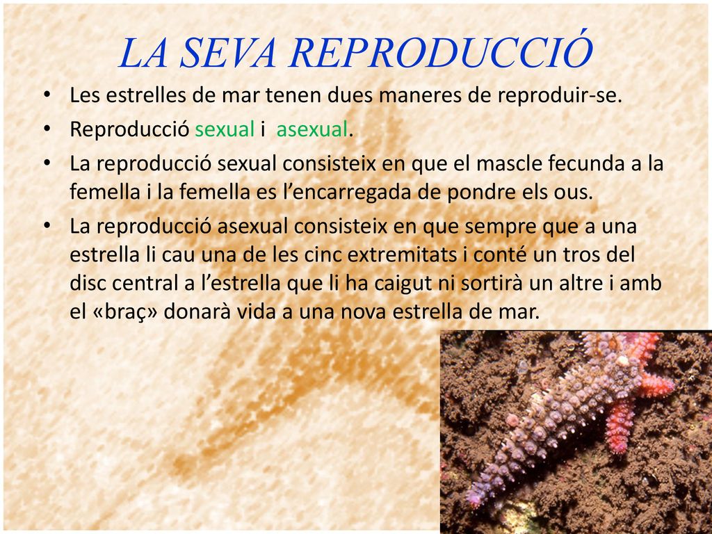LA SEVA REPRODUCCIÓ Les estrelles de mar tenen dues maneres de reproduir-se. Reproducció sexual i asexual.