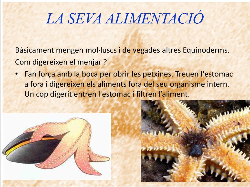 LA SEVA ALIMENTACIÓ Bàsicament mengen mol·luscs i de vegades altres Equinoderms. Com digereixen el menjar