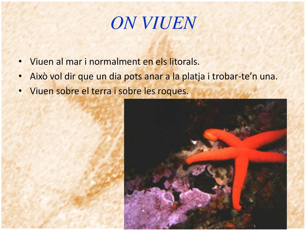 ON VIUEN Viuen al mar i normalment en els litorals.