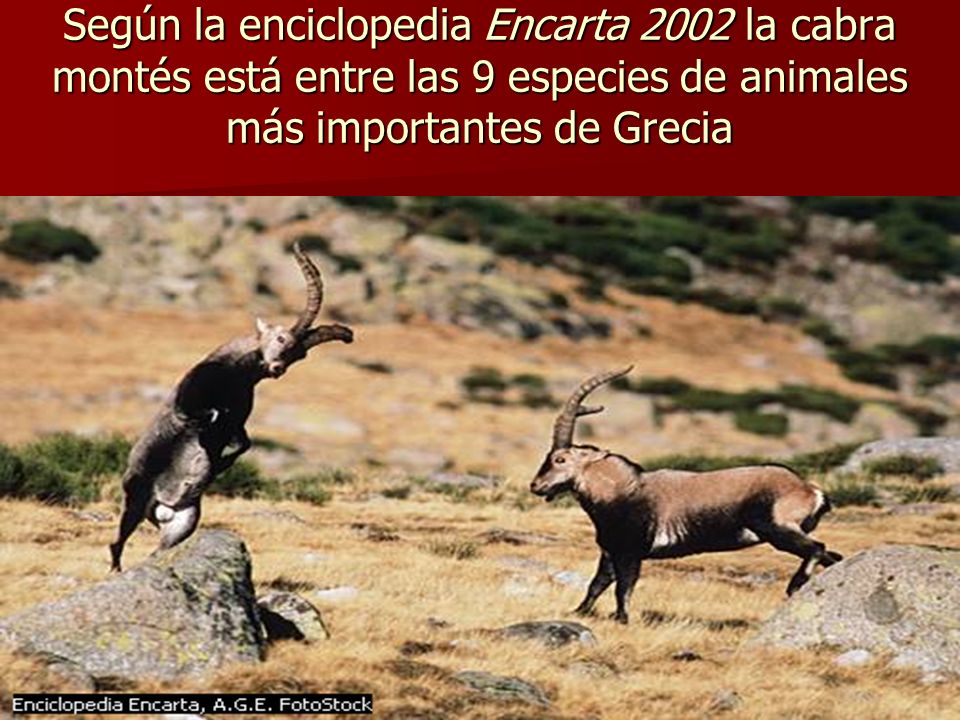 Según la enciclopedia Encarta 2002 la cabra montés está entre las 9 especies de animales más importantes de Grecia