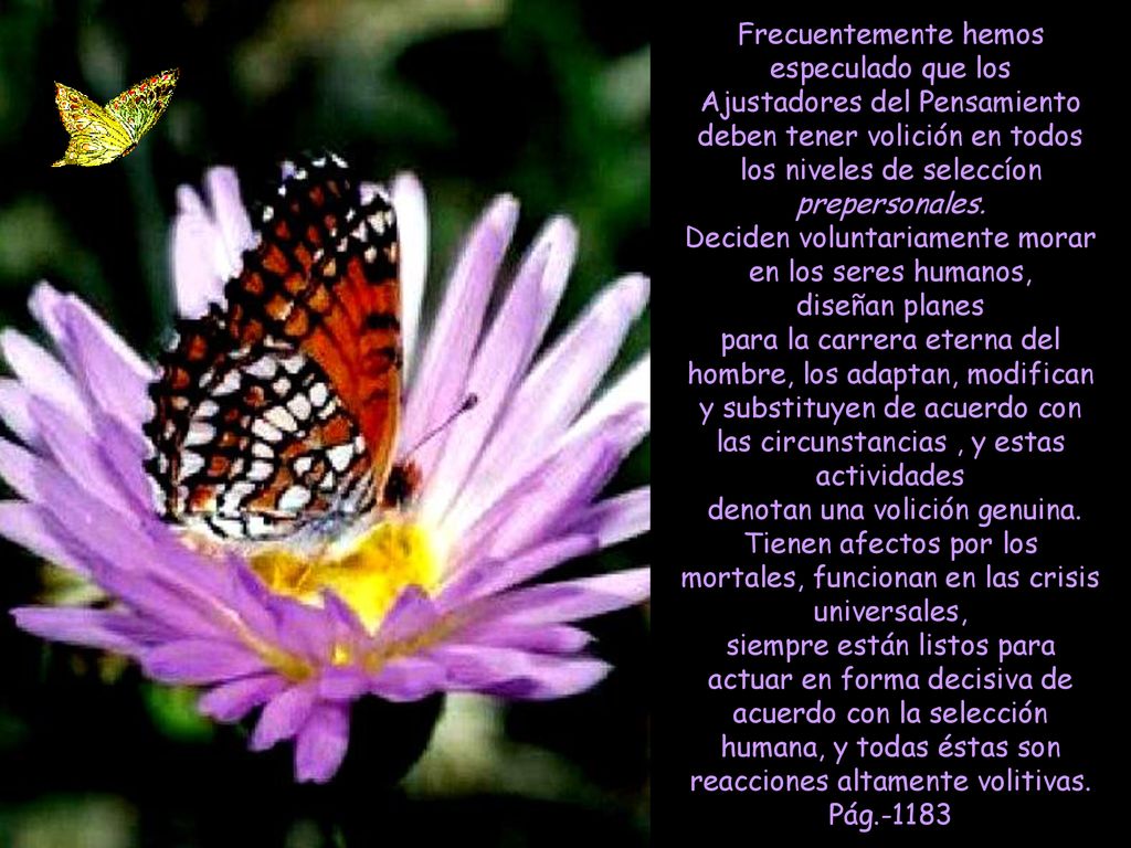 Frecuentemente hemos especulado que los Ajustadores del Pensamiento deben tener volición en todos los niveles de seleccíon prepersonales.