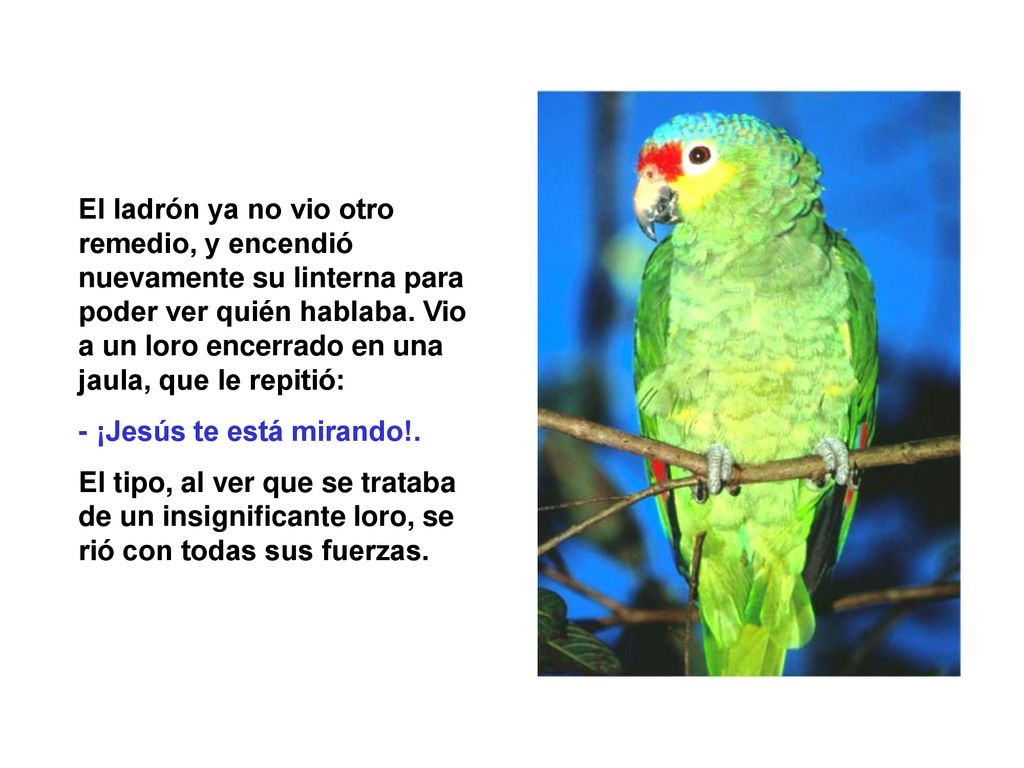 El ladrón ya no vio otro remedio, y encendió nuevamente su linterna para poder ver quién hablaba. Vio a un loro encerrado en una jaula, que le repitió: