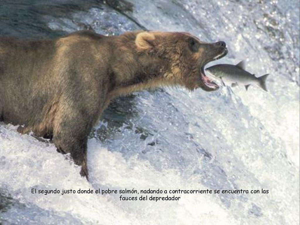 El segundo justo donde el pobre salmón, nadando a contracorriente se encuentra con las fauces del depredador