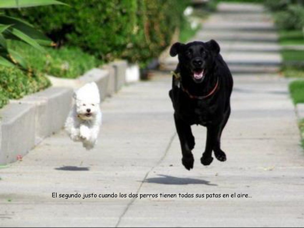 El segundo justo cuando los dos perros tienen todas sus patas en el aire…