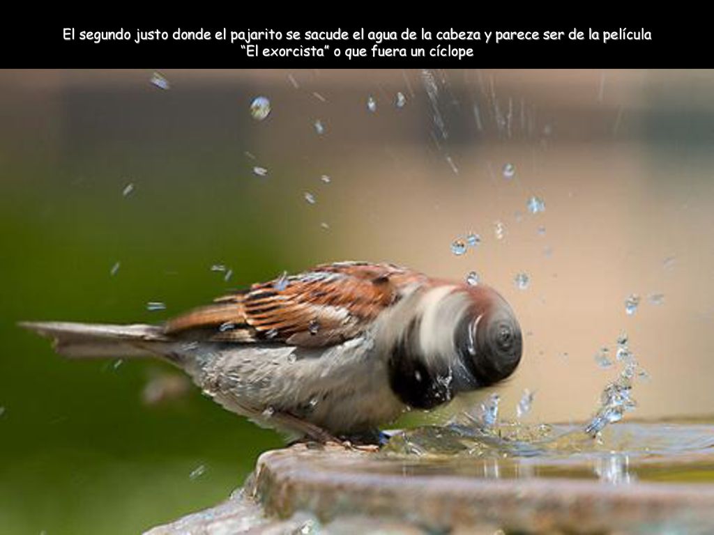 El segundo justo donde el pajarito se sacude el agua de la cabeza y parece ser de la película El exorcista o que fuera un cíclope