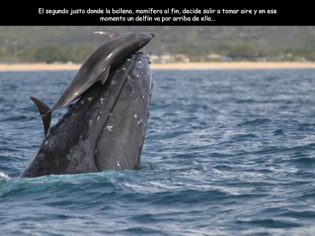 El segundo justo donde la ballena, mamífero al fin, decide salir a tomar aire y en ese momento un delfín va por arriba de ella…
