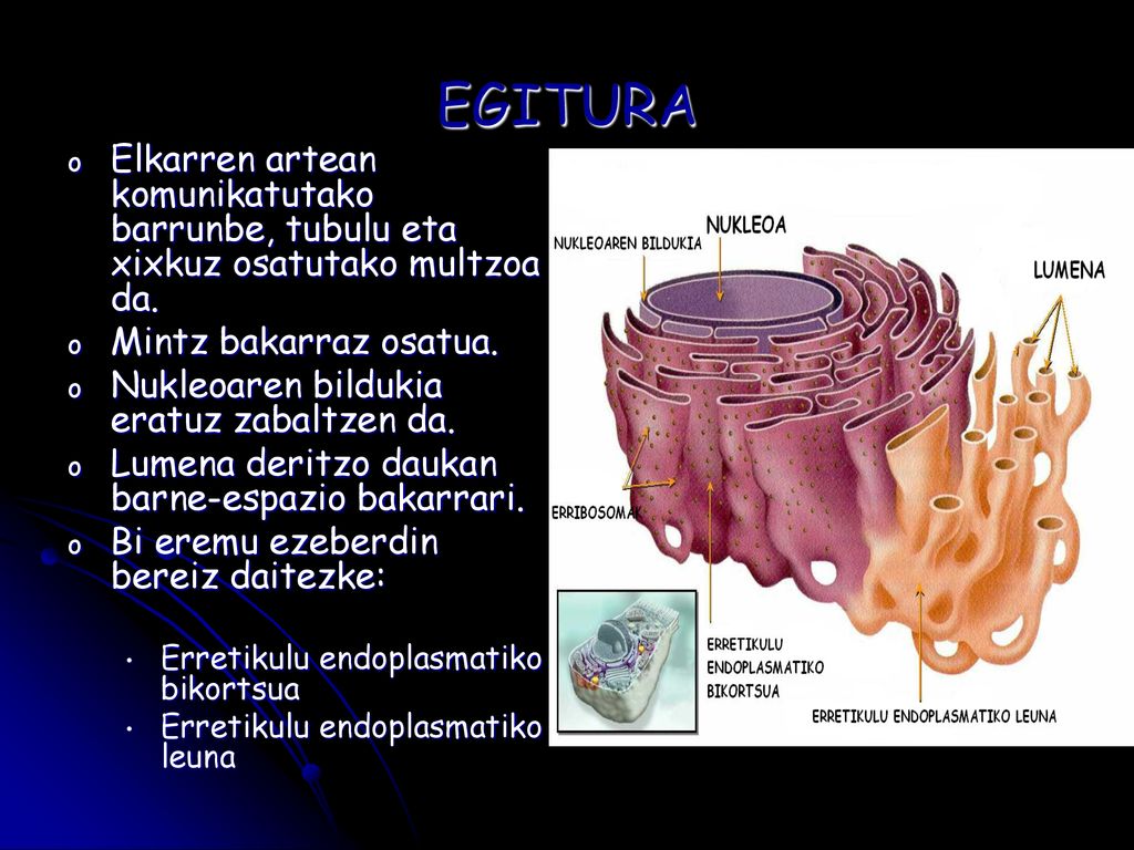 EGITURA Elkarren artean komunikatutako barrunbe, tubulu eta xixkuz osatutako multzoa da. Mintz bakarraz osatua.