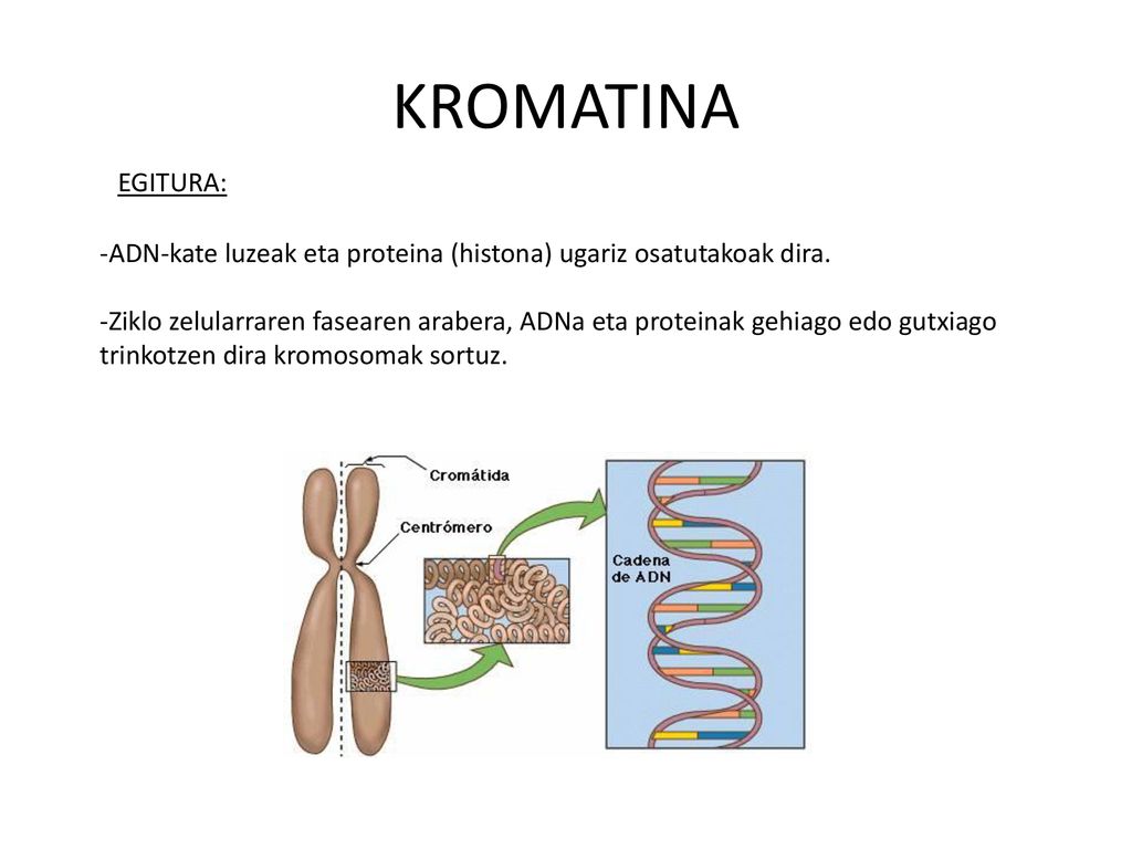 KROMATINA EGITURA: -ADN-kate luzeak eta proteina (histona) ugariz osatutakoak dira.