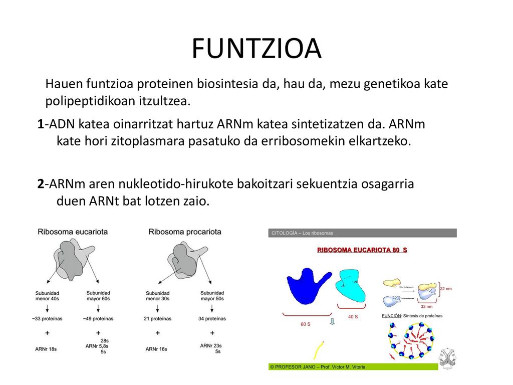 FUNTZIOA Hauen funtzioa proteinen biosintesia da, hau da, mezu genetikoa kate polipeptidikoan itzultzea.