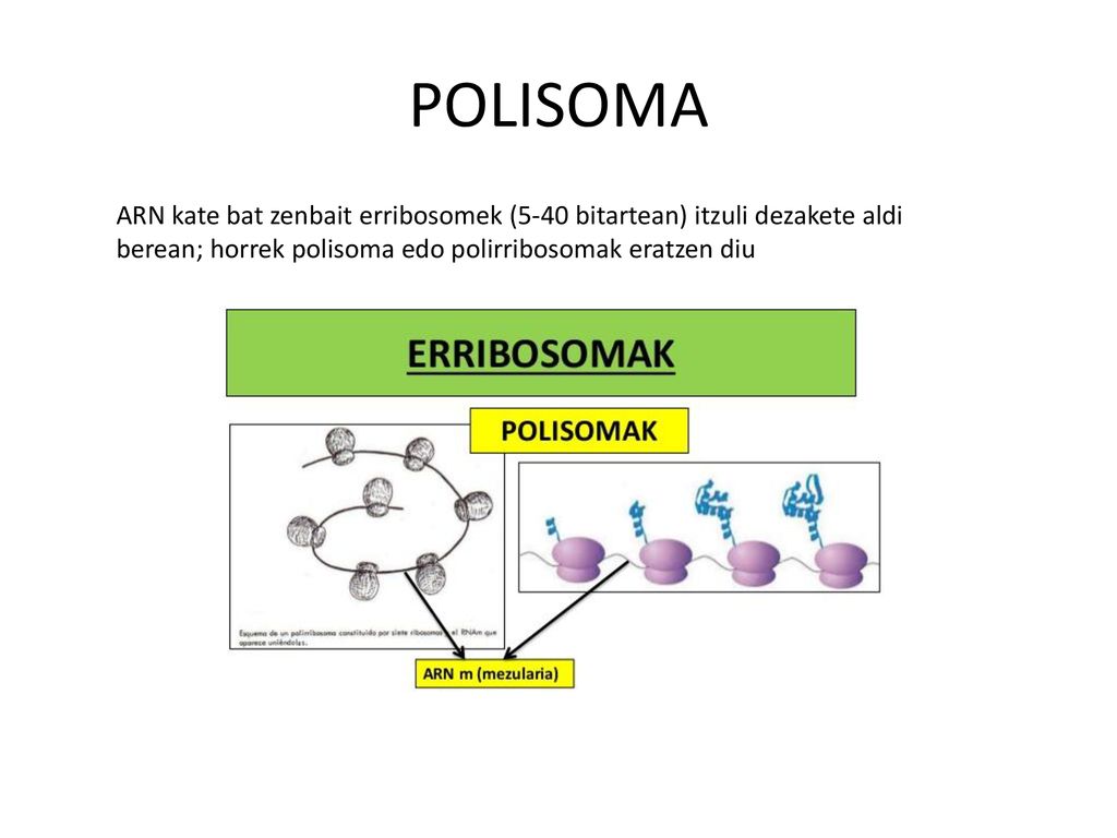 POLISOMA ARN kate bat zenbait erribosomek (5-40 bitartean) itzuli dezakete aldi berean; horrek polisoma edo polirribosomak eratzen diu.