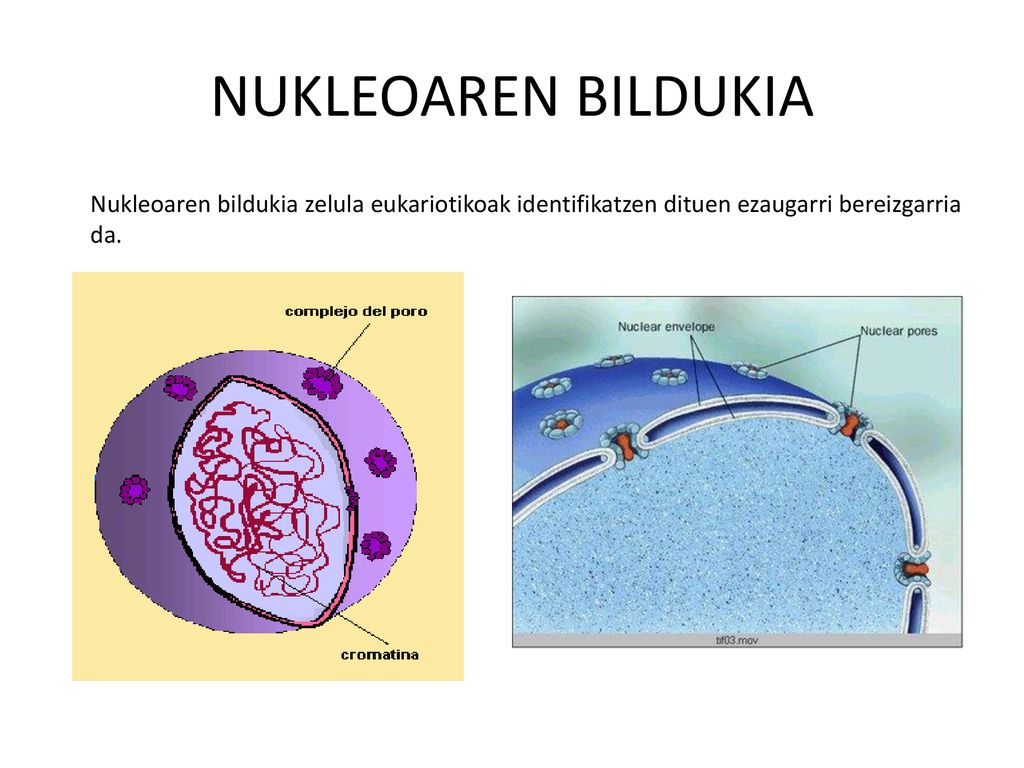 NUKLEOAREN BILDUKIA Nukleoaren bildukia zelula eukariotikoak identifikatzen dituen ezaugarri bereizgarria da.