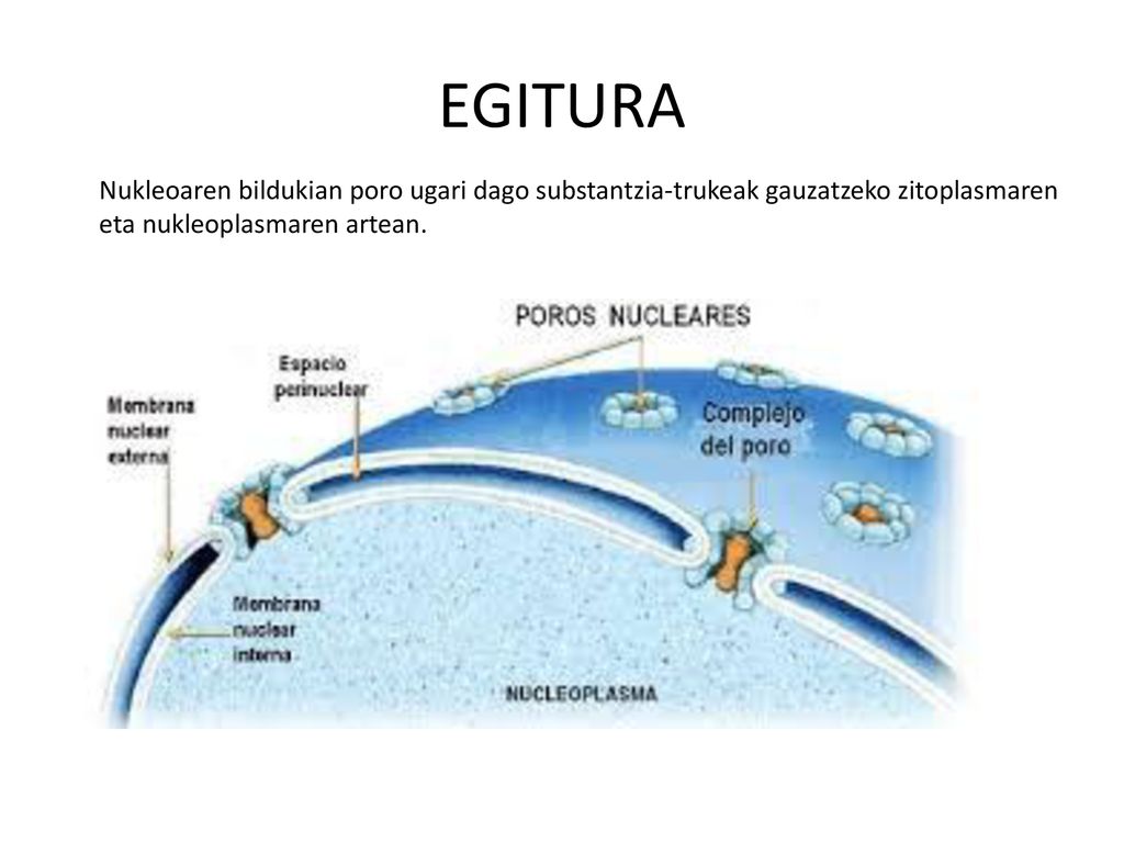 EGITURA Nukleoaren bildukian poro ugari dago substantzia-trukeak gauzatzeko zitoplasmaren eta nukleoplasmaren artean.