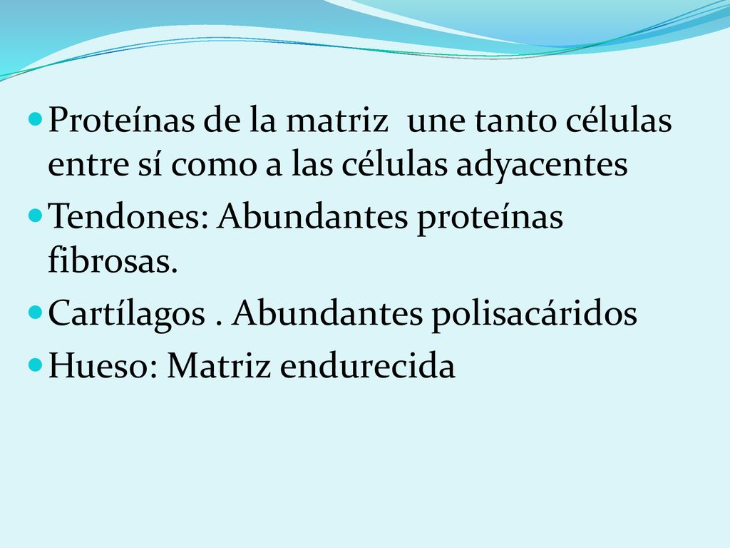 Proteínas de la matriz une tanto células entre sí como a las células adyacentes