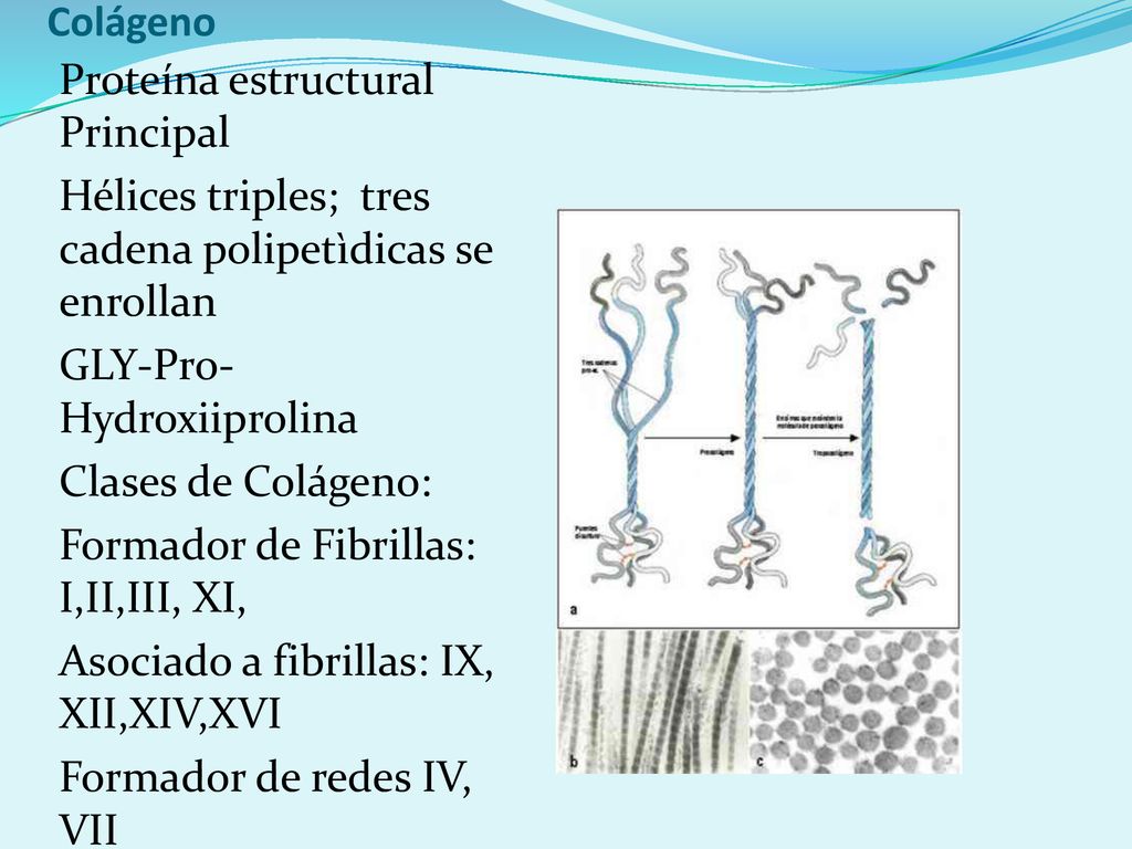 Colágeno Proteína estructural Principal. Hélices triples; tres cadena polipetìdicas se enrollan. GLY-Pro-Hydroxiiprolina.