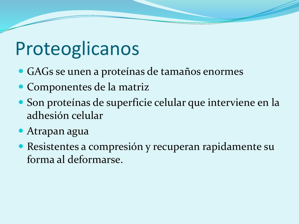 Proteoglicanos GAGs se unen a proteínas de tamaños enormes