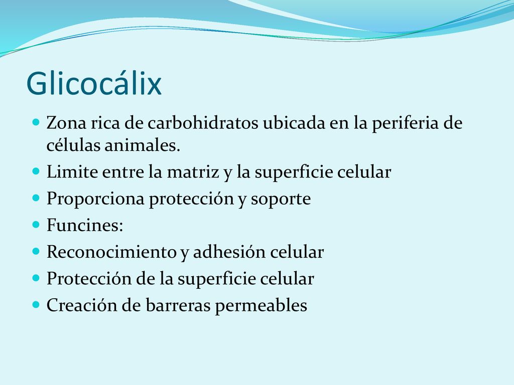 Glicocálix Zona rica de carbohidratos ubicada en la periferia de células animales. Limite entre la matriz y la superficie celular.