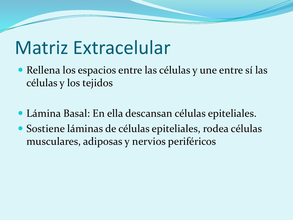 Matriz Extracelular Rellena los espacios entre las células y une entre sí las células y los tejidos.