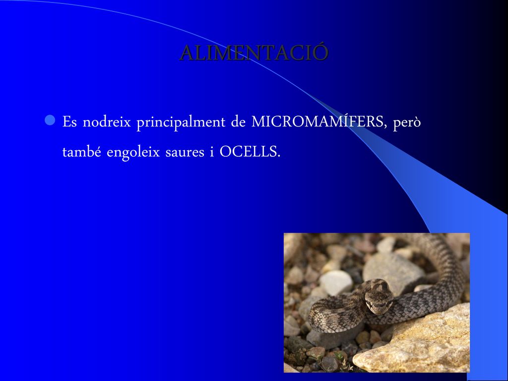 ALIMENTACIÓ Es nodreix principalment de MICROMAMÍFERS, però també engoleix saures i OCELLS.