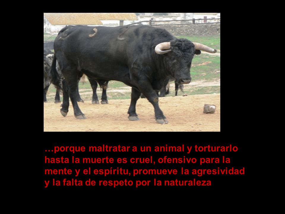 …porque maltratar a un animal y torturarlo hasta la muerte es cruel, ofensivo para la mente y el espíritu, promueve la agresividad y la falta de respeto por la naturaleza