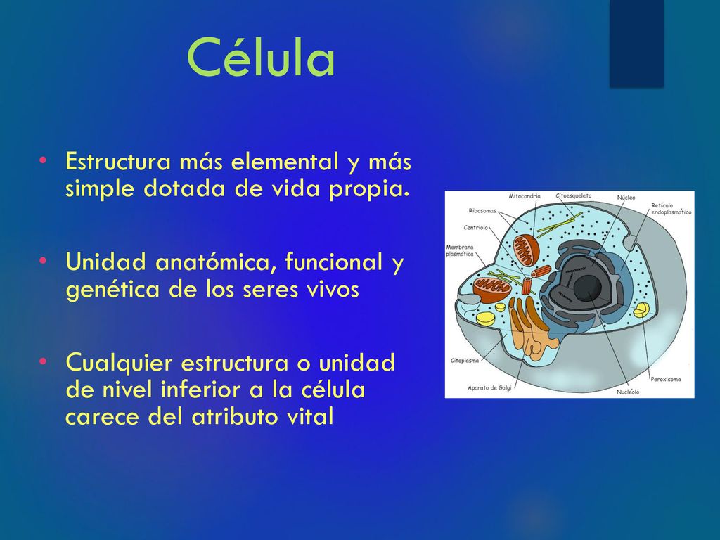 Célula Estructura más elemental y más simple dotada de vida propia.