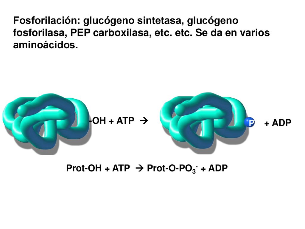 Fosforilación: glucógeno sintetasa, glucógeno fosforilasa, PEP carboxilasa, etc. etc. Se da en varios aminoácidos.