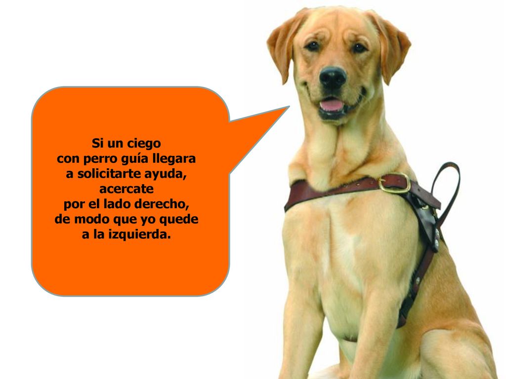Si un ciego con perro guía llegara a solicitarte ayuda, acercate por el lado derecho, de modo que yo quede a la izquierda.