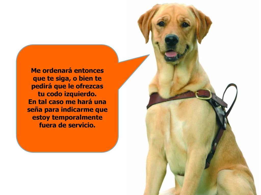 Me ordenará entonces que te siga, o bien te pedirá que le ofrezcas tu codo izquierdo.