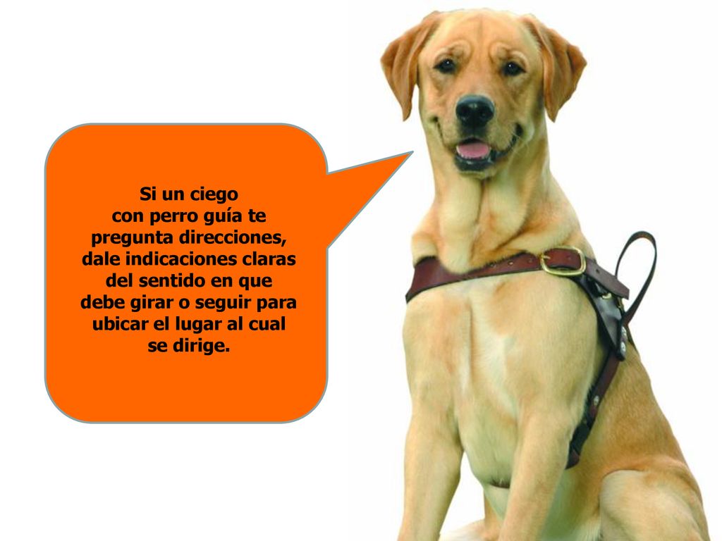 Si un ciego con perro guía te pregunta direcciones, dale indicaciones claras del sentido en que debe girar o seguir para ubicar el lugar al cual se dirige.