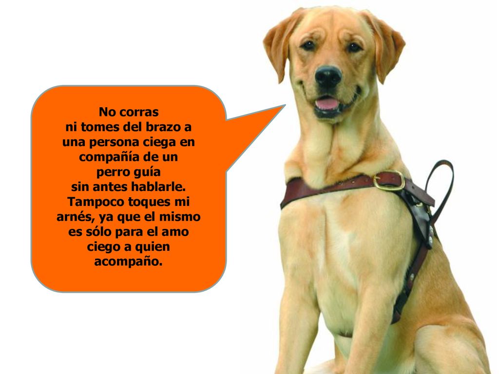No corras ni tomes del brazo a una persona ciega en compañía de un perro guía sin antes hablarle.