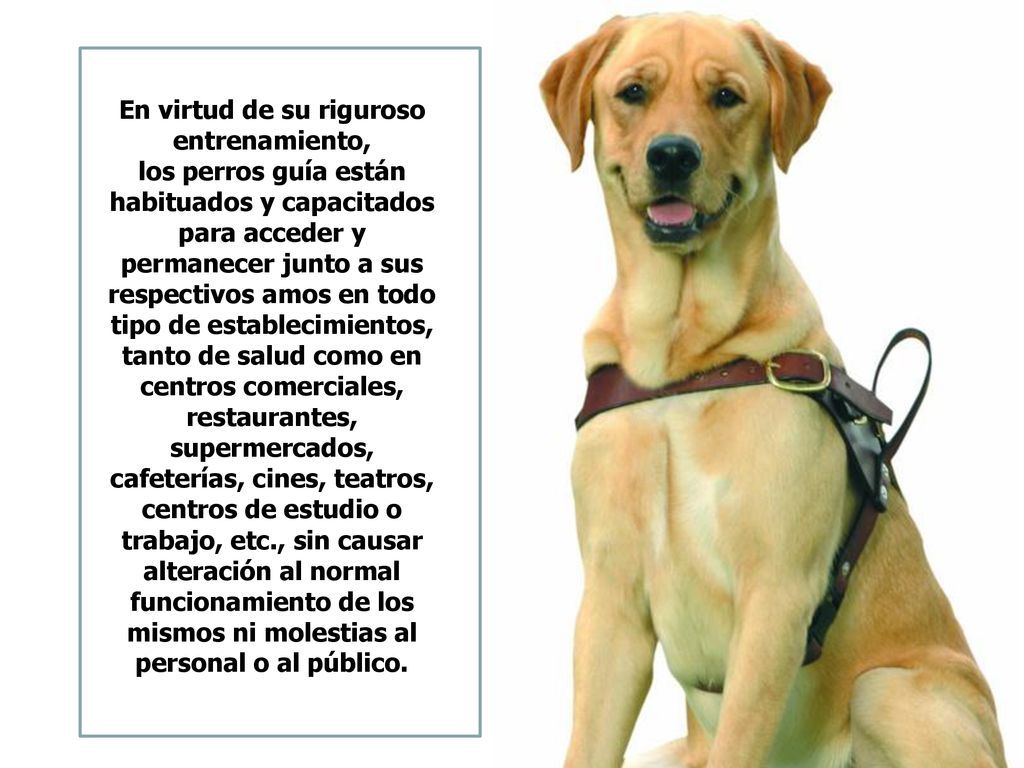 En virtud de su riguroso entrenamiento, los perros guía están habituados y capacitados para acceder y permanecer junto a sus respectivos amos en todo tipo de establecimientos, tanto de salud como en centros comerciales, restaurantes, supermercados, cafeterías, cines, teatros, centros de estudio o trabajo, etc., sin causar alteración al normal funcionamiento de los mismos ni molestias al personal o al público.