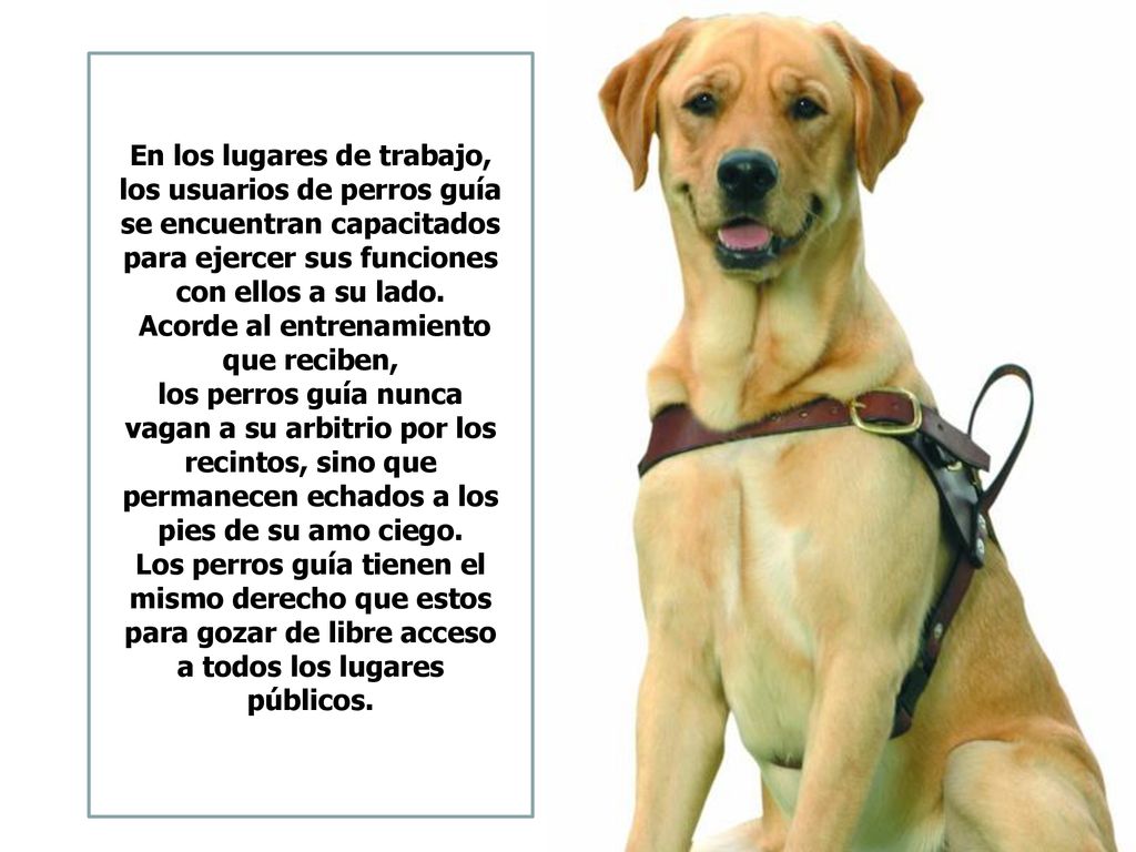 En los lugares de trabajo, los usuarios de perros guía se encuentran capacitados para ejercer sus funciones con ellos a su lado. Acorde al entrenamiento que reciben, los perros guía nunca vagan a su arbitrio por los recintos, sino que permanecen echados a los pies de su amo ciego.