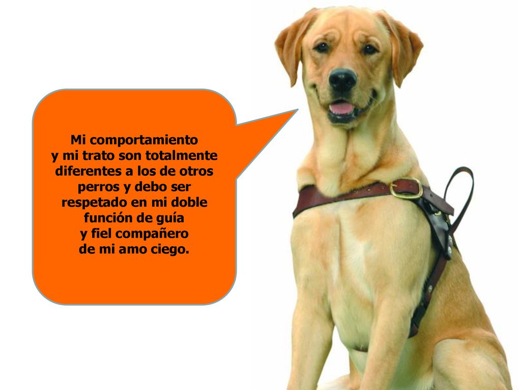 Mi comportamiento y mi trato son totalmente diferentes a los de otros perros y debo ser respetado en mi doble función de guía y fiel compañero de mi amo ciego.