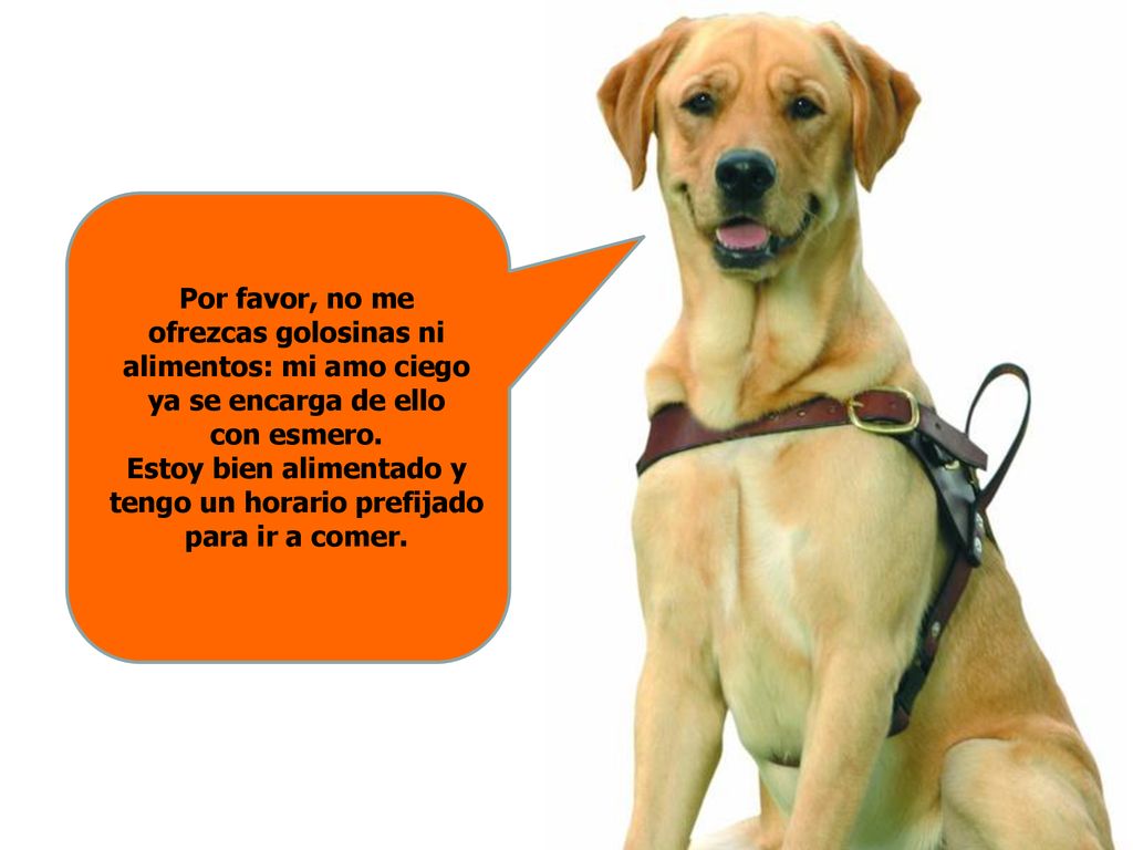 Por favor, no me ofrezcas golosinas ni alimentos: mi amo ciego ya se encarga de ello con esmero.