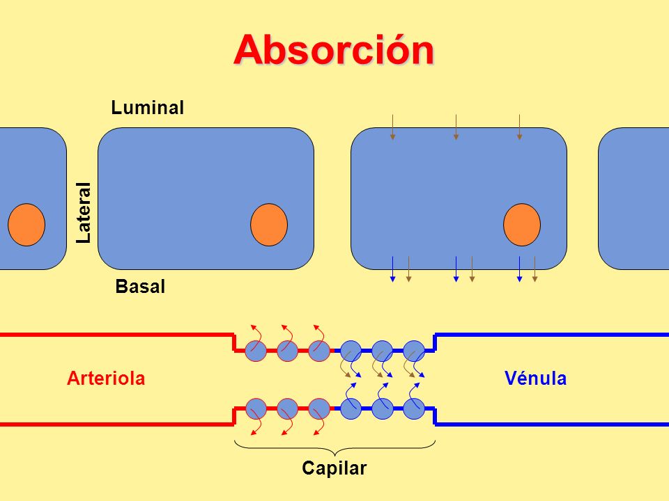 Absorción Luminal Lateral Basal Arteriola Vénula Capilar