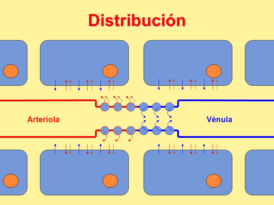 Distribución Arteriola Vénula