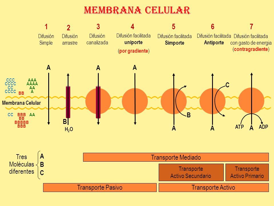 Membrana Celular A A A C B B A A A ABC