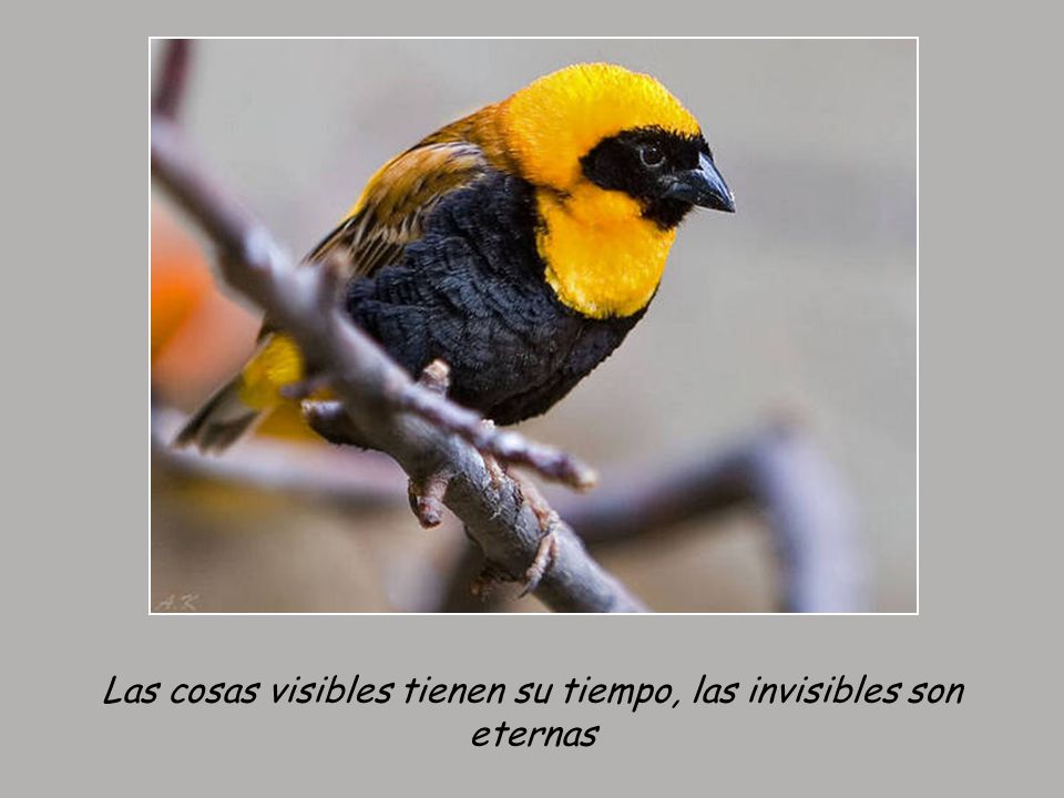 Las cosas visibles tienen su tiempo, las invisibles son eternas