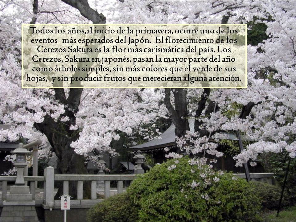 Todos los años,al inicio de la primavera, ocurre uno de los eventos más esperados del Japón.