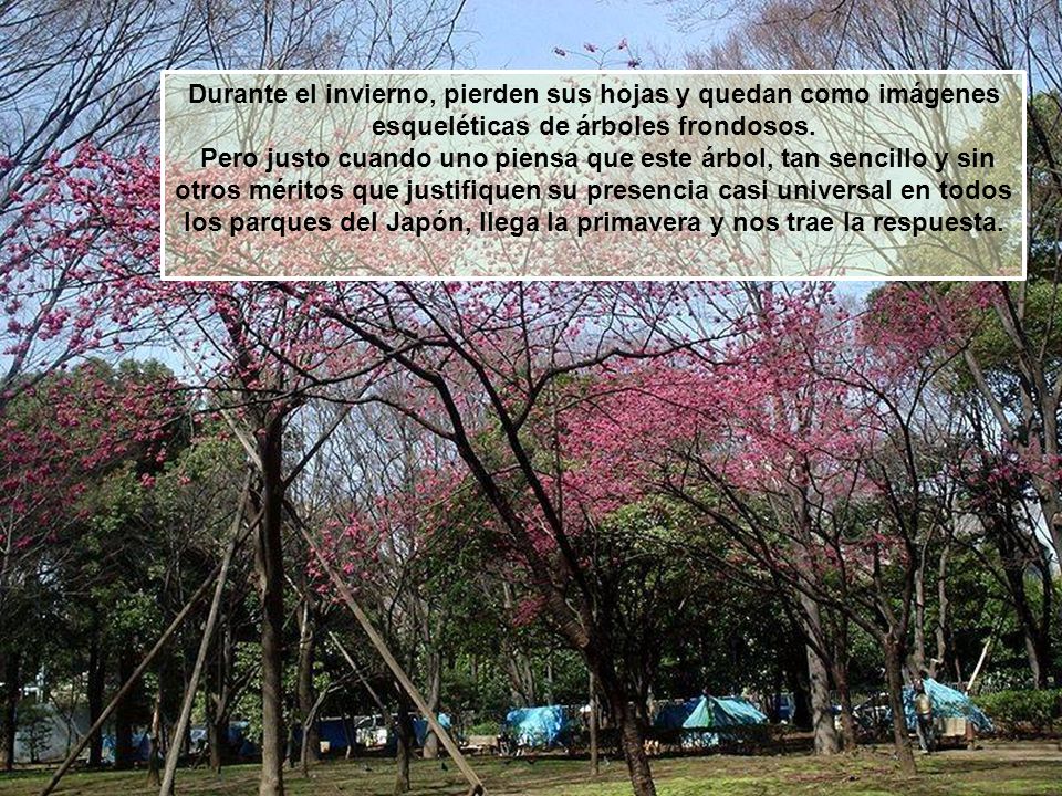 Durante el invierno, pierden sus hojas y quedan como imágenes esqueléticas de árboles frondosos.