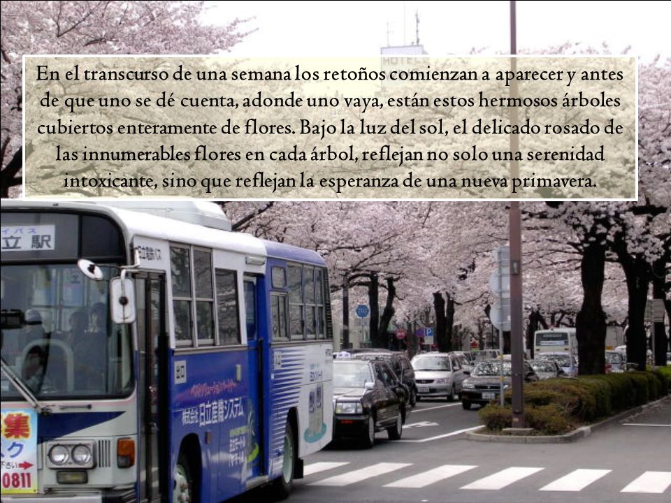 En el transcurso de una semana los retoños comienzan a aparecer y antes de que uno se dé cuenta, adonde uno vaya, están estos hermosos árboles cubiertos enteramente de flores.