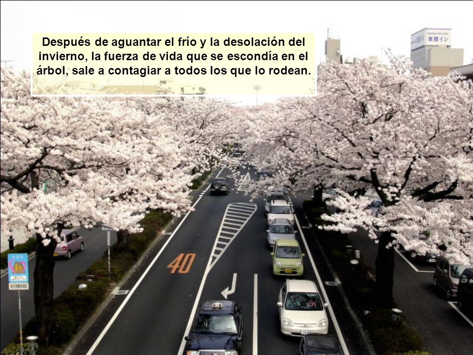 Después de aguantar el frío y la desolación del invierno, la fuerza de vida que se escondía en el árbol, sale a contagiar a todos los que lo rodean.