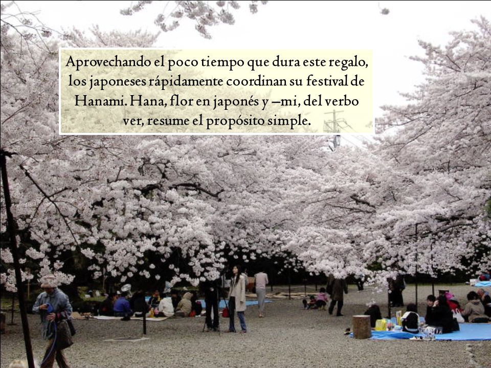 Aprovechando el poco tiempo que dura este regalo, los japoneses rápidamente coordinan su festival de Hanami.