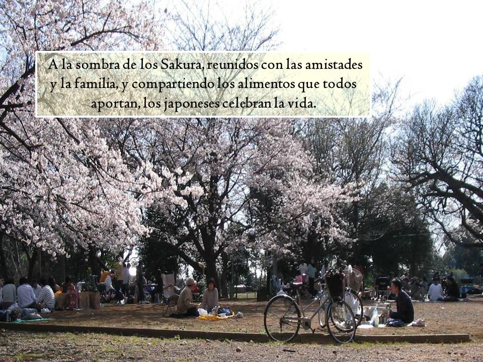 A la sombra de los Sakura, reunidos con las amistades y la familia, y compartiendo los alimentos que todos aportan, los japoneses celebran la vida.