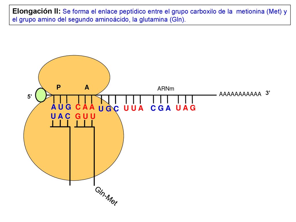 Elongación II: Se forma el enlace peptídico entre el grupo carboxilo de la metionina (Met) y el grupo amino del segundo aminoácido, la glutamina (Gln).