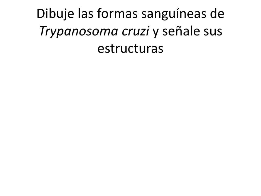 Dibuje las formas sanguíneas de Trypanosoma cruzi y señale sus estructuras
