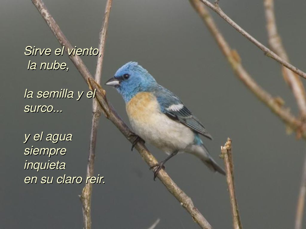 Sirve el viento, la nube, la semilla y el surco... y el agua siempre inquieta en su claro reir.