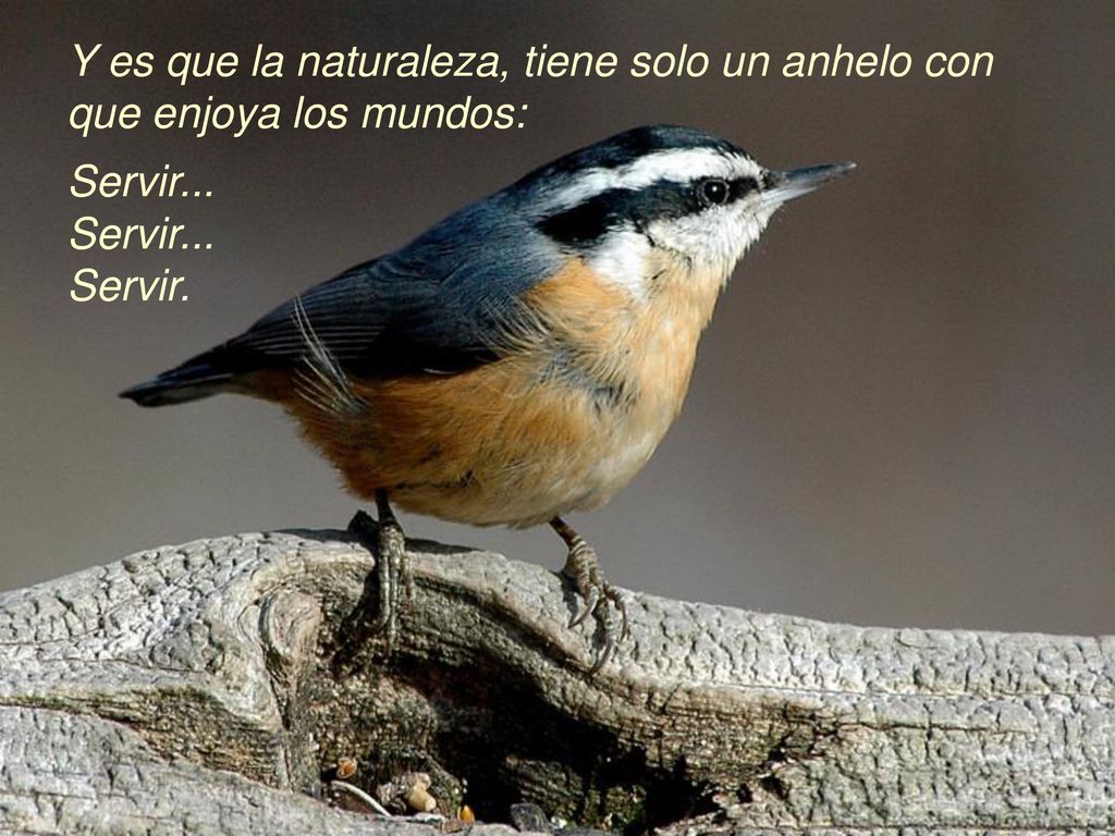 Y es que la naturaleza, tiene solo un anhelo con que enjoya los mundos:
