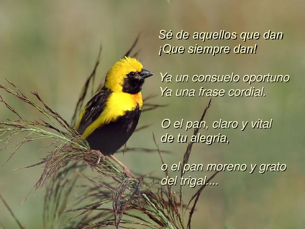 Sé de aquellos que dan ¡Que siempre dan! Ya un consuelo oportuno. Ya una frase cordial. O el pan, claro y vital.