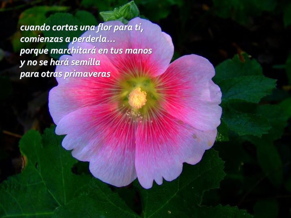 cuando cortas una flor para ti, comienzas a perderla