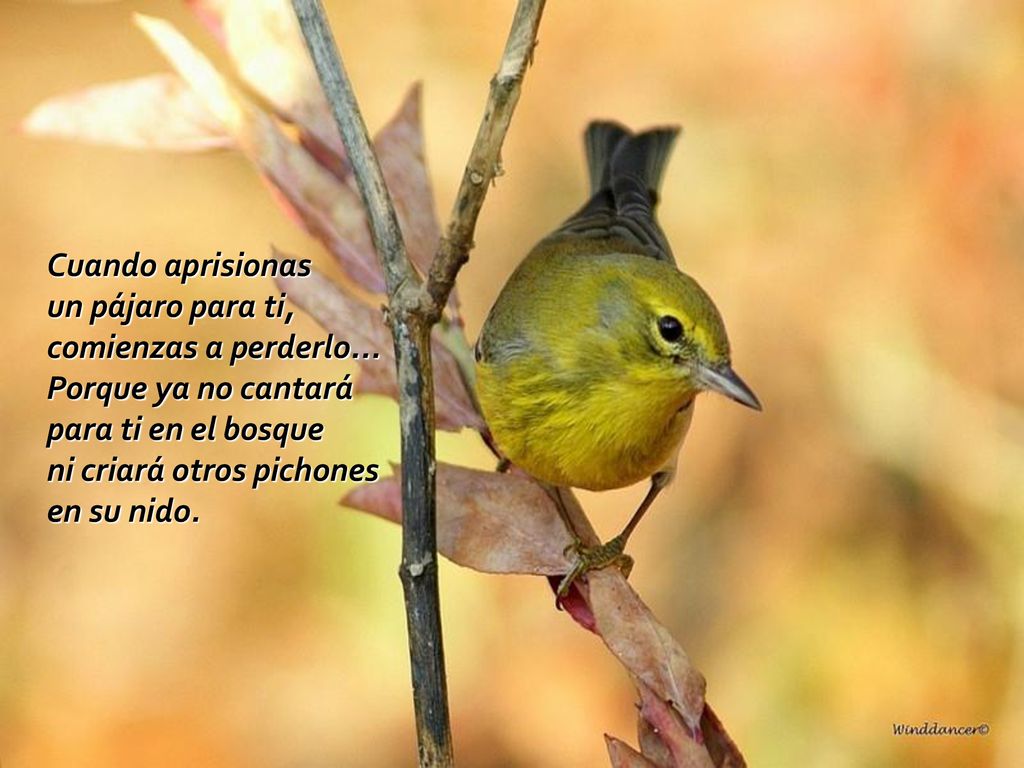 Cuando aprisionas un pájaro para ti, comienzas a perderlo... Porque ya no cantará para ti en el bosque ni criará otros pichones en su nido.